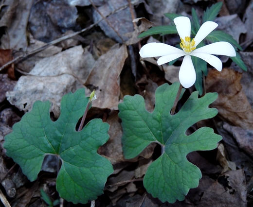 {Sanguinaria canadensis}